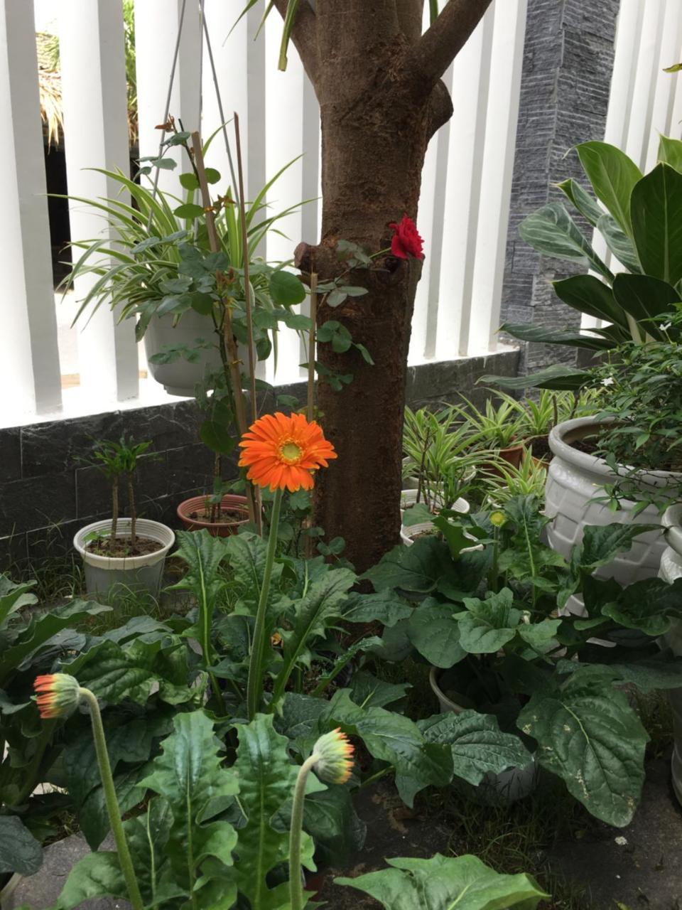 An Bang Scent Beach Homestay Hoi An Exteriör bild
